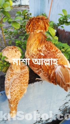 বাফ পলিশ ক্যাপ